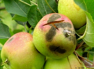 Symptômes sur fruits. Tavelure du pommier (photo Bruno Le Cam, INRA)
