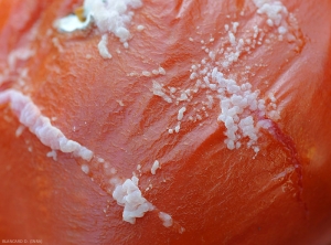 Développement de <i>Geotrichum candidum</i> sur fruit de tomate.