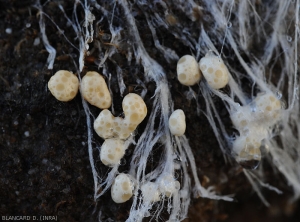 Détail de sclérotes immatures de <i>Sclerotium rolfsii</i> se formant à partir de son mycélium.