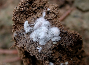 <i>Pseudococcus comstocki</i> (photo P. Kreiter, INRA)