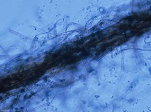 Rhizoctonia-crocorum5