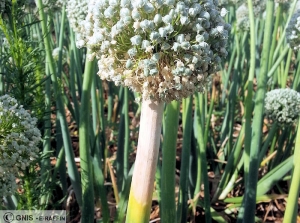 Botrytis allii sur Oignon - Emeline Raffin