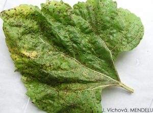 Pseudomonas pv helianthi sur feuille sur Tournesol