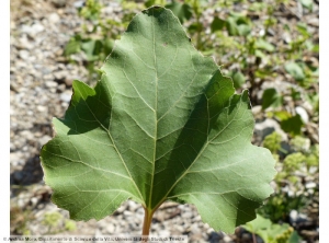 Xanthium orientalie subsp. italicum lampourde