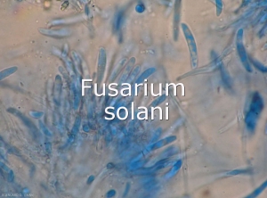 Diagno-Fusarium-solani