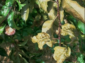 Dégâts sur feuille de pommier causés par des acariens rouge, <i>Panonychus ulmi</i>  (photo G.Orain, INRA)