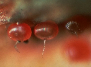 Détail d'oeufs d'acariens rouge (<i>Panonychus ulmi</i>) sur pommier