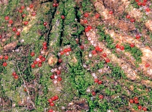 Oeufs d'acariens rouge, <i>Panonychus ulmi</i> sur pommier (photo G.Orain, INRA)
