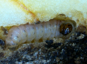 Chenille du carpocapse du pommier (<i>Cydia pomonella</i>) observée à la loupe binoculaire (photo B.Petit, INRA)