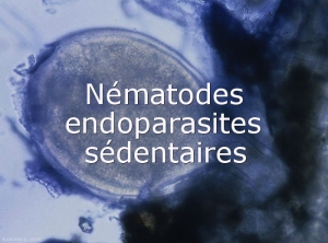 Nematodes-sedentaires