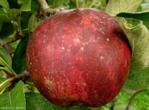 Symptômes de maladie de la suie (<i>Gloeodes pomigena</i>) sur pomme, variété Braeburn (photo M. Giraud, CTIFL)
