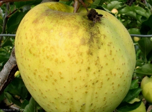 Symptômes de maladie de la suie (<i>Gloeodes pomigena</i>) sur pomme, variété Tentation (photo M. Giraud, CTIFL)