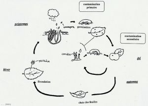 Pommier_tavelure-schema3_Pe