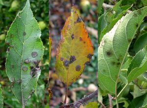 Symptômes à l'automne de la tavelure sur feuilles de pommier (variété Tentation)