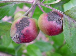Symptômes sur feuille et fruit, tavelure du pommier (photo B. Petit, INRA)