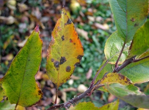 Symptômes sur feuille de la tavelure du pommier à l'automne (photo M. Giraud, CTIFL)