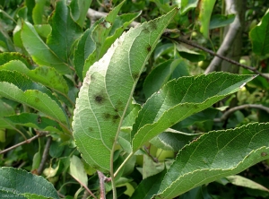 Symptômes de la tavelure du pommier sur face inférieure d'une feuille à l'automne, variété Tentation (photo M. Giraud, CTIFL)