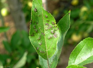 Symptômes sur feuille (variété Tentation) de la tavelure du pommier (photo M. Giraud, CTIFL)