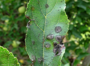 Symptômes sur feuille (variété Tentation) de la tavelure du pommier en septembre (photo M. Giraud, CTIFL)