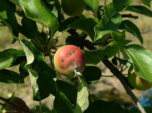 Pommier_tavelure-fruit2_Gir