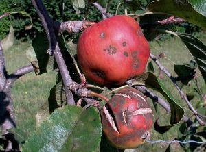 Pommier_tavelure-fruit3_Gir