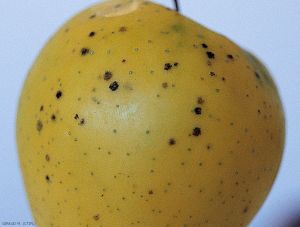 Symptômes sur pomme (variété Golden) de la tavelure de conservation (photo M. Giraud, CTIFL)