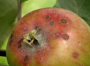 Aspect brunâtre du mycélium de <i>Venturia inaequalis</i> (tavelure du pommier) observé sur fruit (photo F. Didelot, INRA)