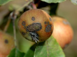 Symptômes sur fruit de la tavelure du pommier (photo V. Caffier, INRA)
