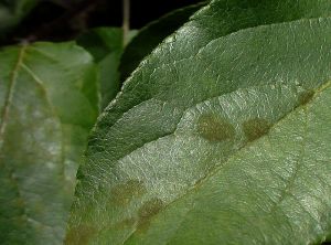 Jeune infection de <i>Venturia inaequalis</i> (tavelure du pommier) sur feuille (photo M. Baudin, INRA)