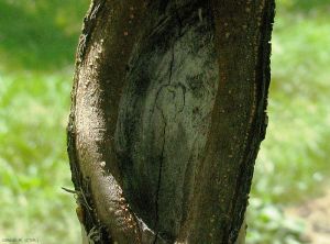 Chancre à <i>Nectria</i> sur tronc de pommier (photo M. Giraud, CTIFL)