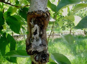 Chancre à <i>Nectria</i> sur tronc de pommier variété Golden (photo M. Giraud, CTIFL)