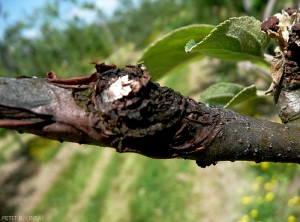 Pommier_chancre-nectria2_Petit