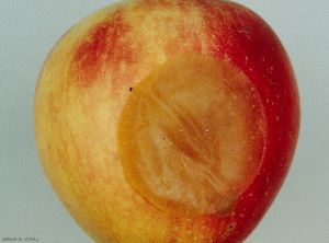 Pourriture sur fruit causé par <i>Penicillium expansum</i> (photo M. Giraud, CTIFL)