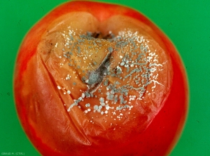 Fructification de <i>Penicillium expansum</i> sur fruit (photo M. Giraud, CTIFL)