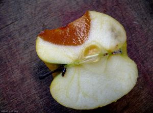 Pourriture de <i>Penicillium expansum</i> sur fruit en coupe transversale (photo M. Giraud, CTIFL)