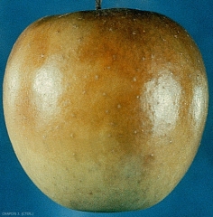 Brunissement superficiel de la peau des pommes - Brunissement de l'atmosphère contrôlée (photo JF. Chapon, CTIFL)