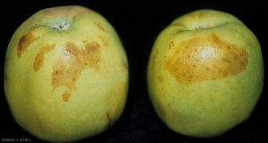 Brunissement de l'épiderme des pommes - Brunissement de l'atmosphère contrôlée (photo JF. Chapon, CTIFL)