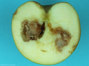 Brunissement interne de la chair de cette pomme, variété Chantecler (photo M. Giraud, CTIFL)