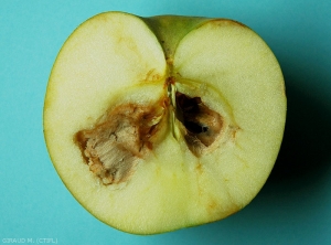 Brunissement interne de la chair de cette pomme, variété Chantecler (photo M. Giraud, CTIFL)