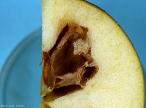 Brunissement interne de la chair de cette pomme, variété Chantecler (photo M. Giraud, CTIFL)