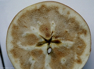 Brunissement interne de la chair jusqu'au coeur des pommes - Maladie du froid (photo P. Westercamp, CEFEL)