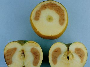 Brunissement interne de la chair des pommes - Maladie du froid (photo M. Giraud, CTIFL)