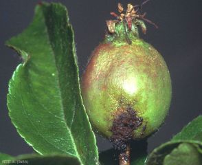 Déjection foncée observée à la base de ce jeune fruit (photo B. Petit, INRA)