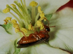 Adulte <i>Hoplocampa testudinea</i> (photo B Petit, INRA)