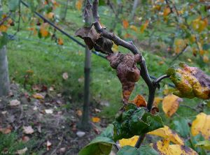 Enroulement des feuilles et déformation du rameau sur pommier causés par le puceron cendré (<i>Dysaphis plantaginea</i>)  (photo B. Petit, INRA)