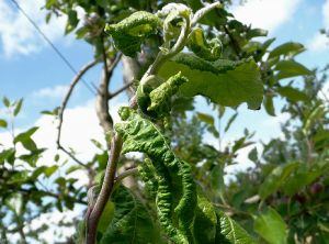 Dégât sur pousse de pommier - Puceron cendré  (<i>Dysaphis plantaginea</i>)  (photo B. Petit, INRA)