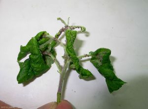 Dégât sur jeune pousse de pommier - Puceron cendré  (<i>Dysaphis plantaginea</i>) (photo B. Petit, INRA)