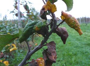 Déformation d'une pousse de pommier - Puceron cendré  (<i>Dysaphis plantaginea</i>) (photo B. Petit, INRA)