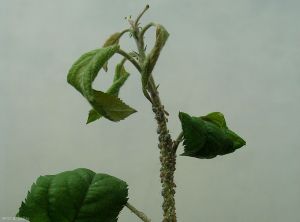 Colonie sur jeune pousse de pommier - Puceron cendré  (<i>Dysaphis plantaginea</i>) (photo B. Petit, INRA)