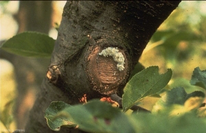 Puceron lanigère (<i>Eriosoma lanigerum</i>) sur coupe de branche de pommier (photo G. Orain, INRA)
